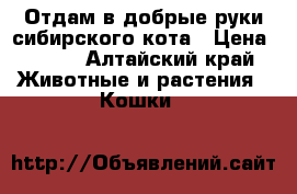 Отдам в добрые руки сибирского кота › Цена ­ 100 - Алтайский край Животные и растения » Кошки   